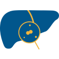 liver cancer screenings