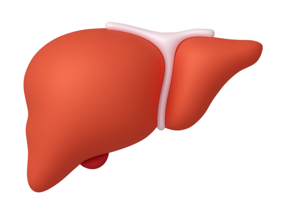 Procedure of HPB Surgery For Liver